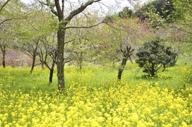 頭高山登り口