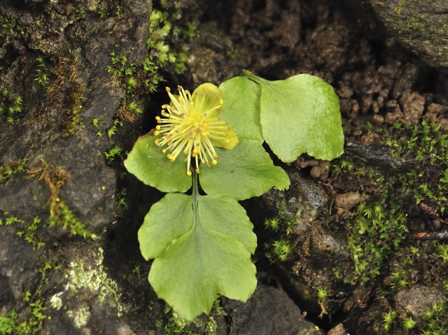 イイギリの花