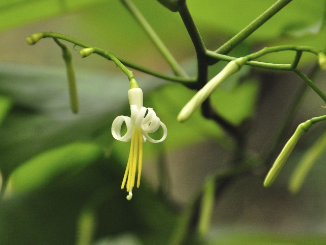 ウリノキの花