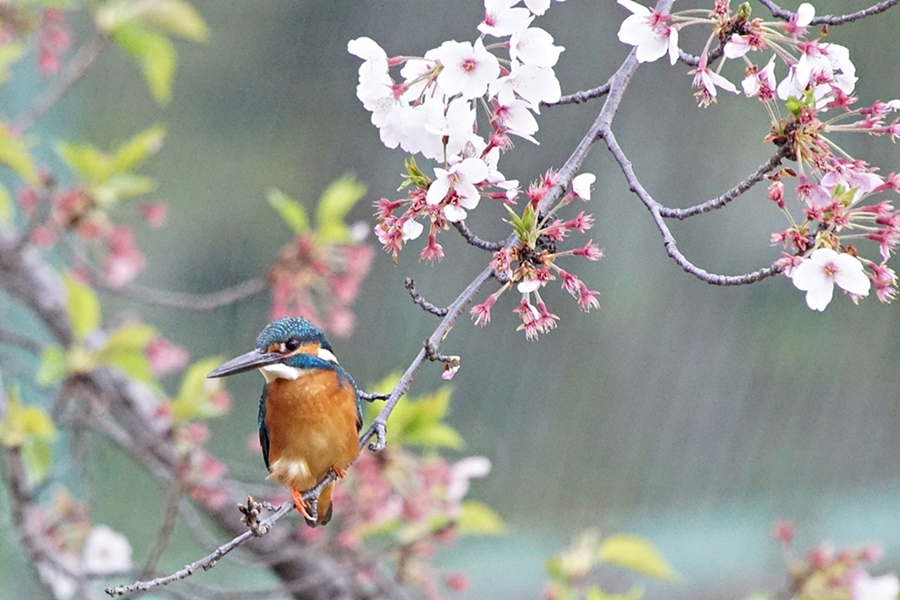 桜とカワセミ