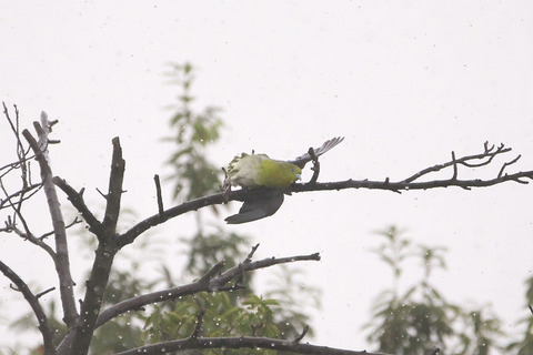 アオバトの雨浴び ３態 - 2