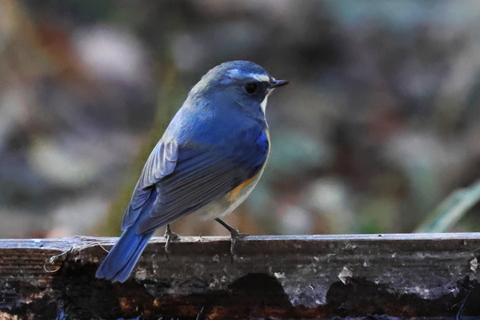 ルリビタキ　2026/01/05