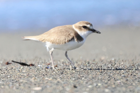 シロチドリ　2026/01/12