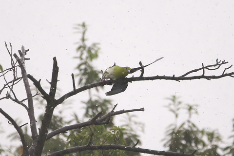 アオバトの雨浴び ３態 - 1