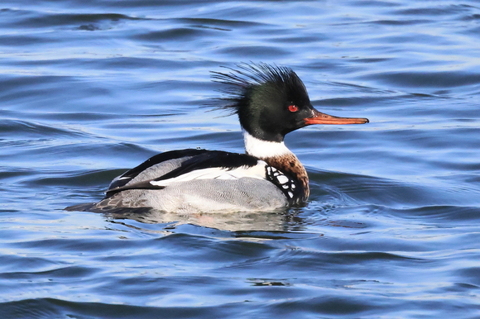 ウミアイサ　2026/02/01