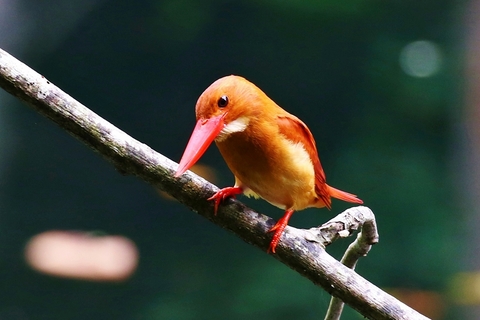 アカショウビン