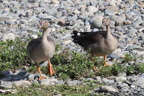 オオヒシクイ　2025/11/16