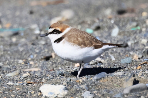 シロチドリ　2026/01/12