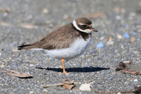 ハジロコチドリ　2026/1/12