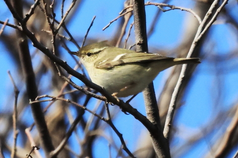 キマユムシクイ 2026/1/24
