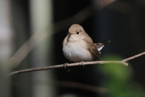 ニシオジロビタキ 2025/12/23