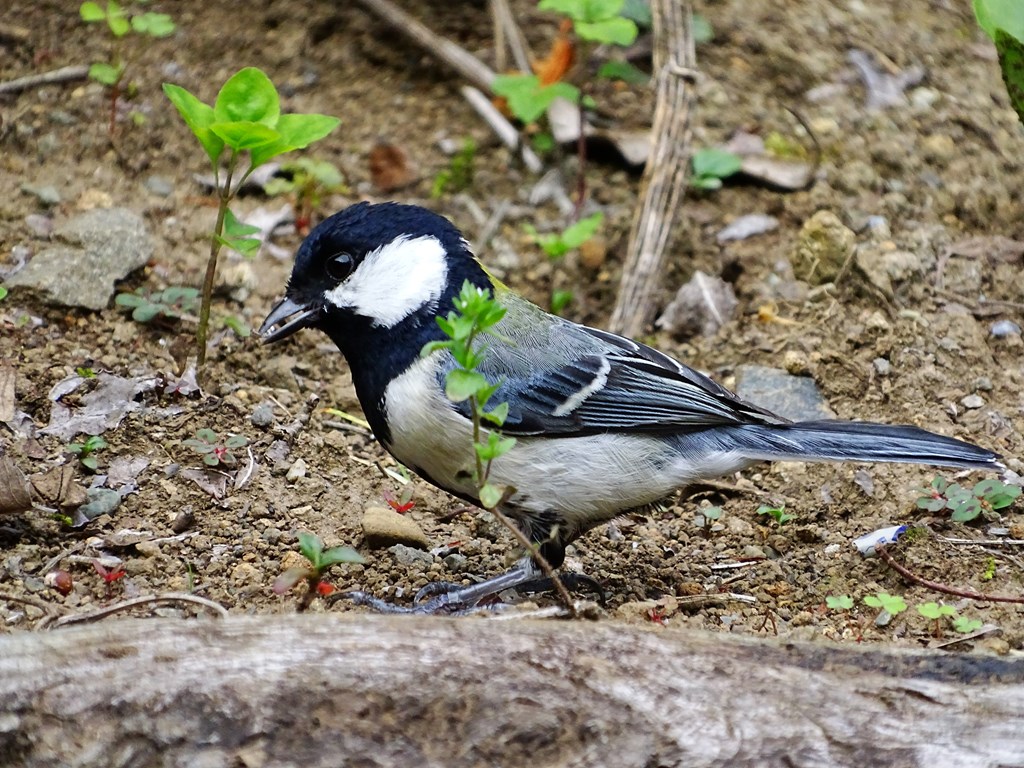 シジュウカラ