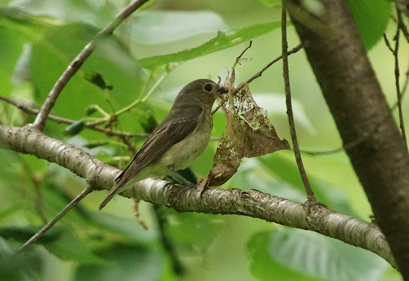 キビタキ 雌　