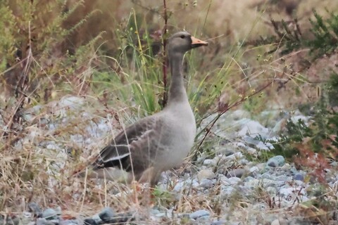 マガン　2025/10/30