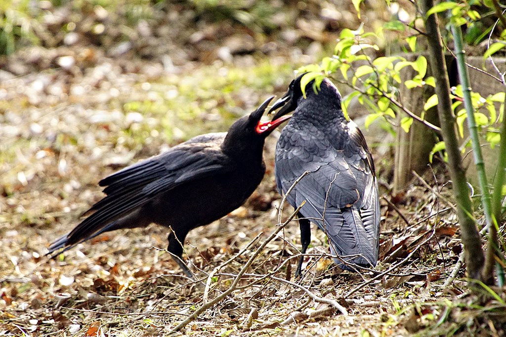 カラスの給餌