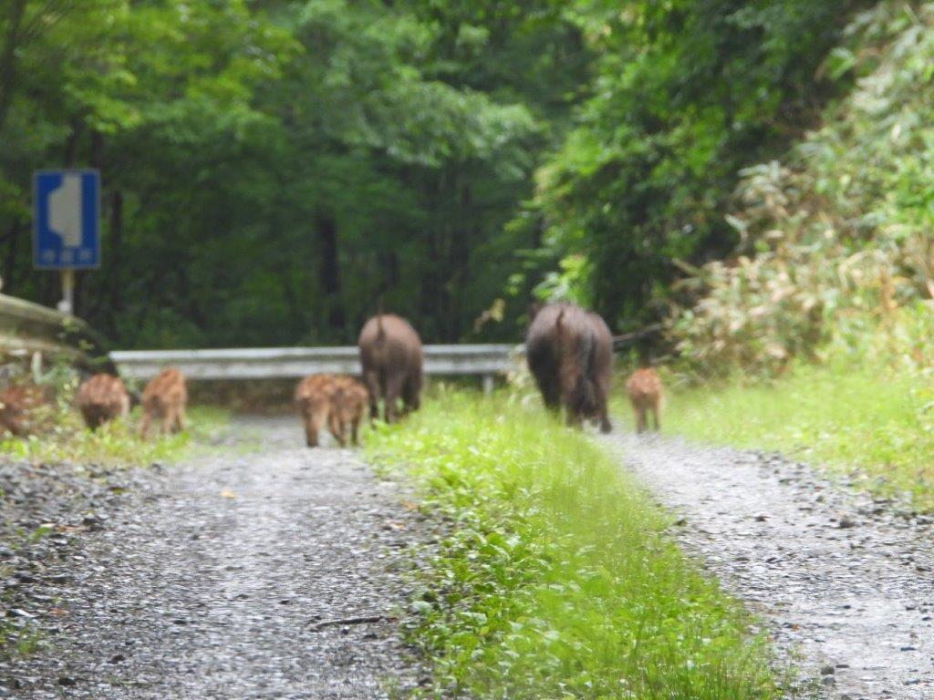 ウリ坊と北限のケリ - 1