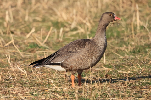 カリガネ　2025/12/06