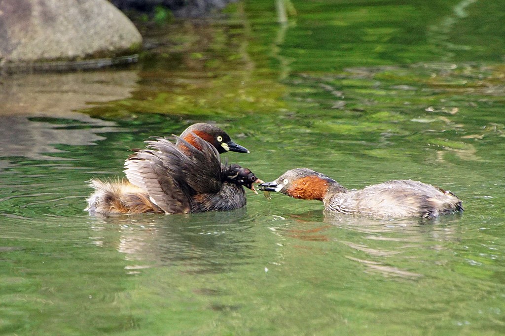 カイツブリ 