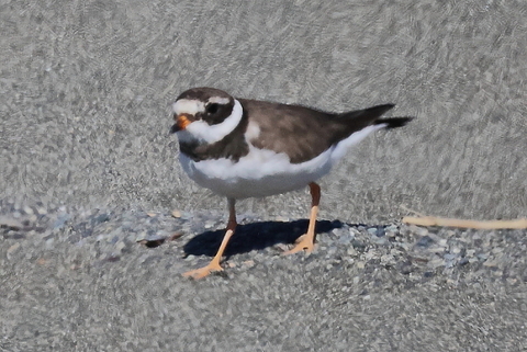ハジロコチドリ　2026/1/12