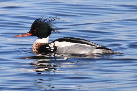 ウミアイサ　2026/02/01