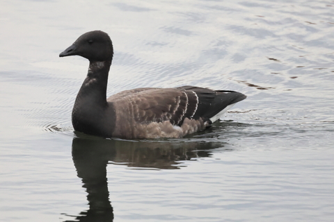 コクガン　2025/11/13