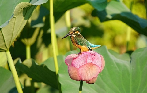 蓮 カワセミ