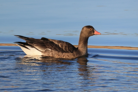 カリガネ　2025/12/06