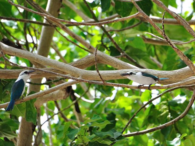 ナンヨウショウビン_DSC_1436