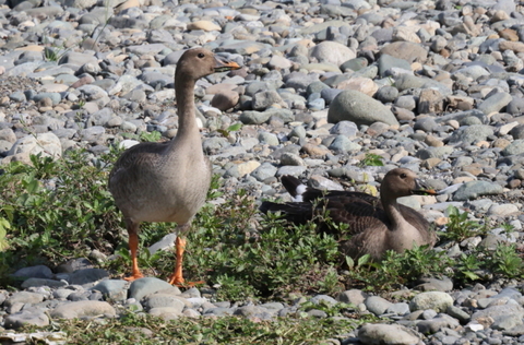 オオヒシクイ　2025/11/16