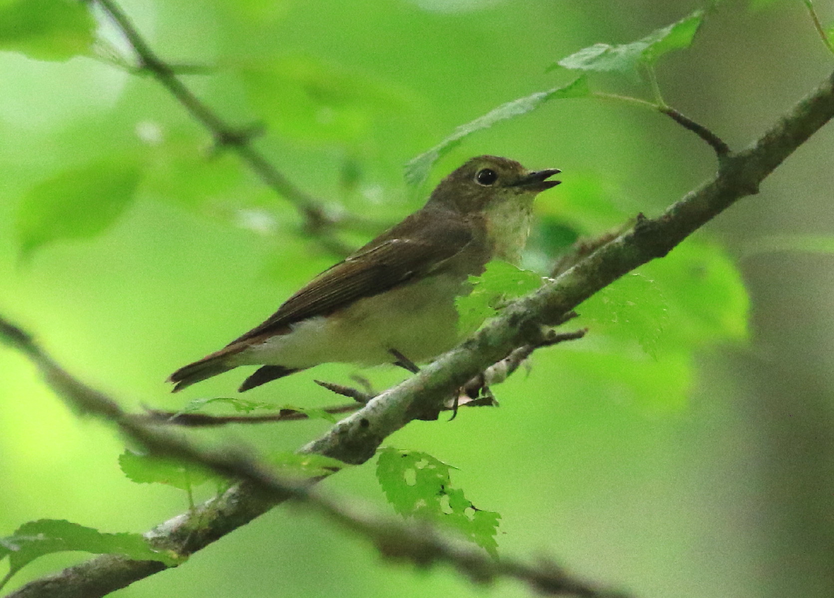 キビタキ♀　2020/06/10