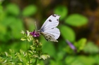 ツマキチョウ♀