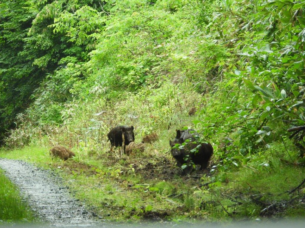 ウリ坊と北限のケリ - 3