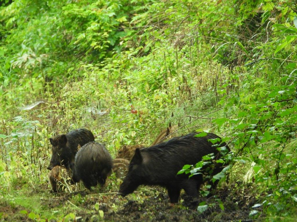 ウリ坊と北限のケリ - 2