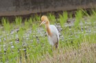 アマサギ