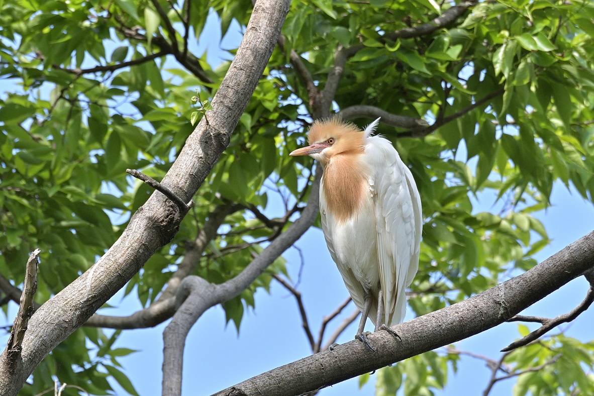 アマサギ