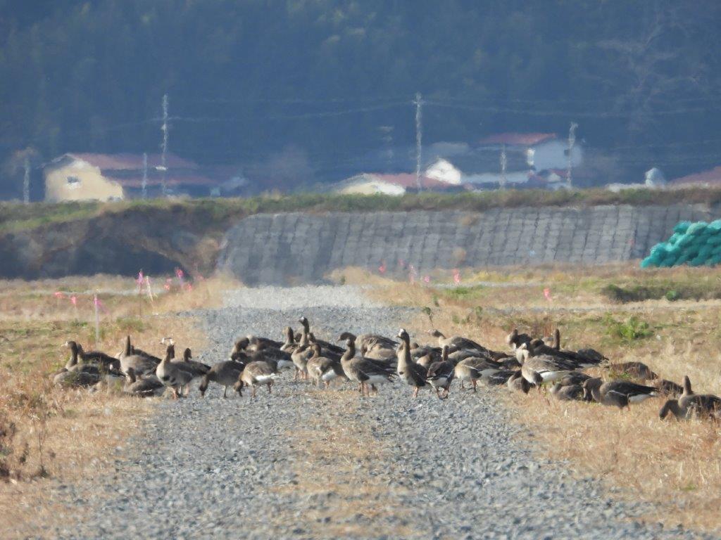 とうせんぼ